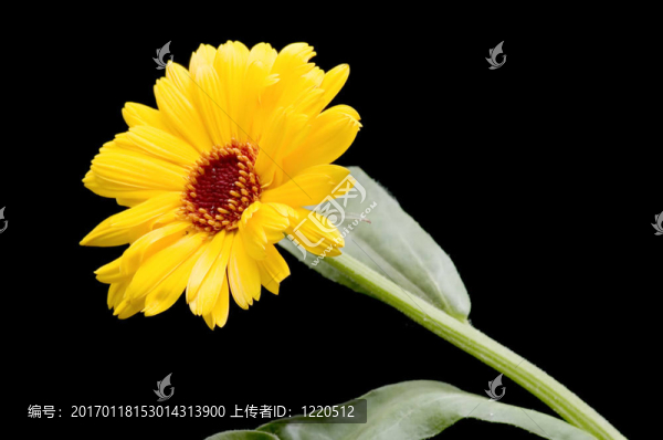 黃色的花