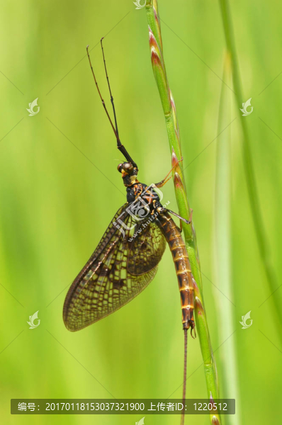 蜉蝣-匯圖網(wǎng) www.fosd68.com 蜉蝣