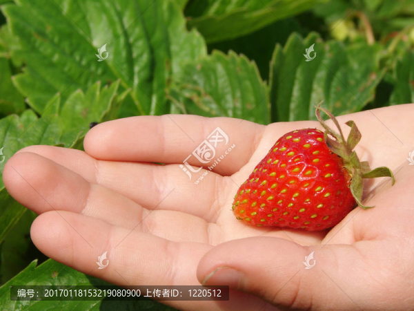 第一個草莓1
