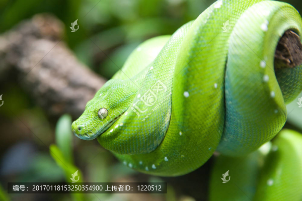美麗的蛇