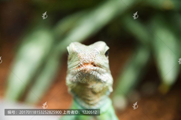 利澤德看著你