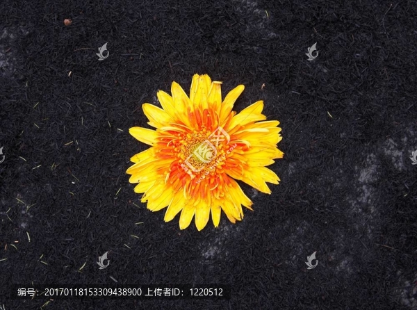 海星花