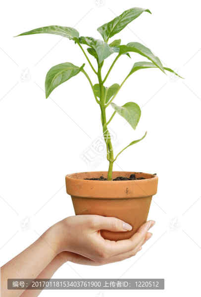人類手拿著白色背景上生長(zhǎng)的植物