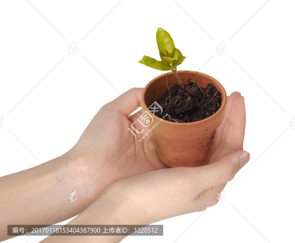 人類(lèi)手中抱著一株年輕生長(zhǎng)的植物