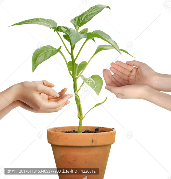 人類(lèi)手拿著白色背景上生長(zhǎng)的植物