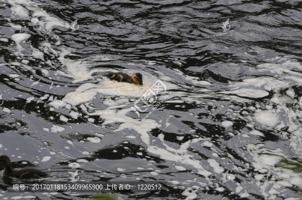 臟水鴨
