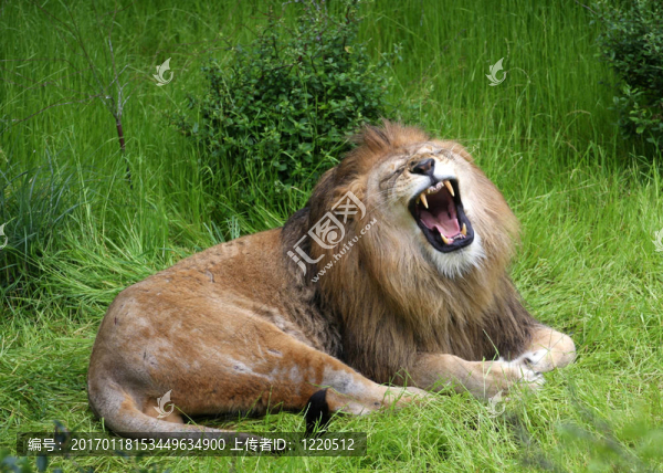 獅子的咆哮