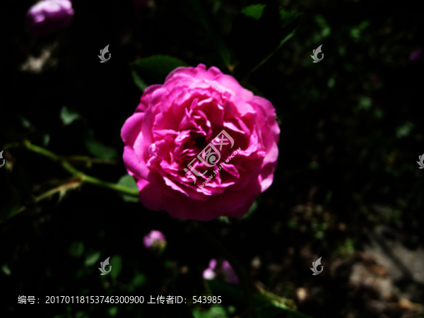 薔薇花