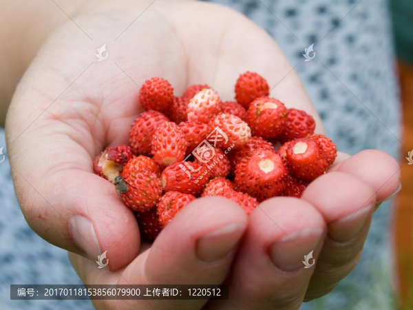 木草莓