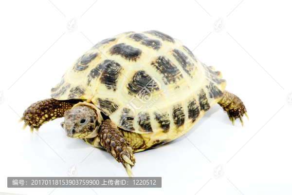 四爪陸龜