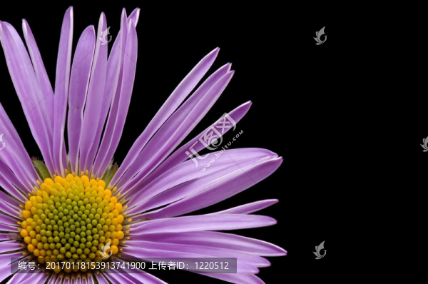 甘菊宏觀(guān)上黑色