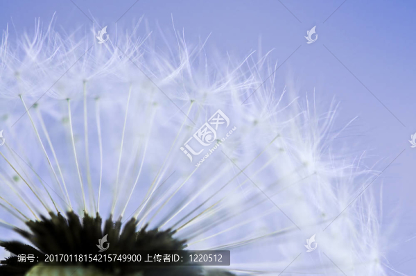 蒲公英