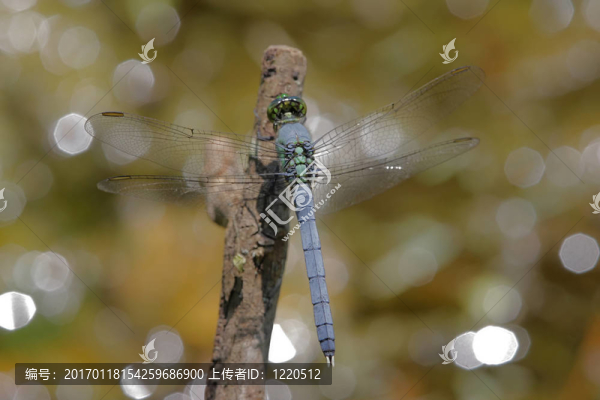 pondhawk蜻蜓