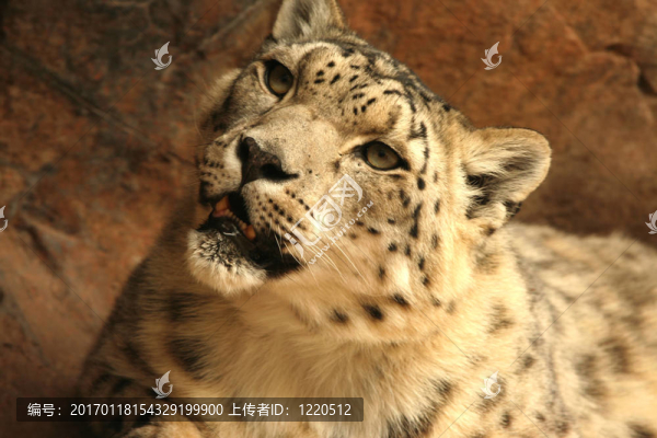 雪豹