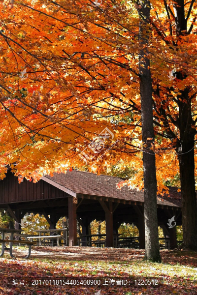 公園里的秋天