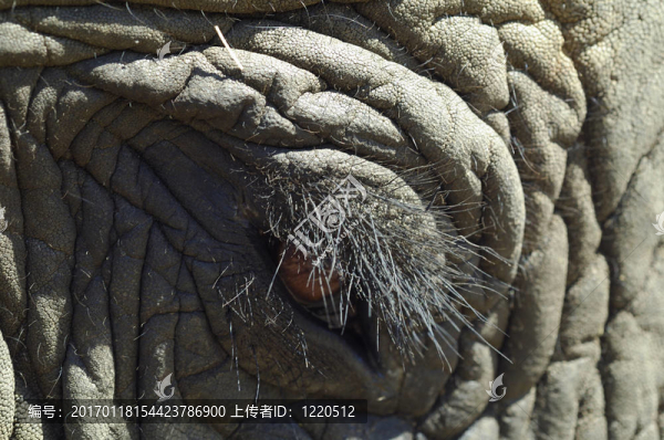 象眼細節(jié)