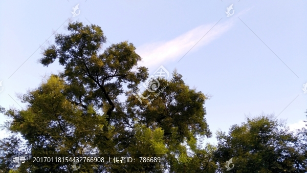 藍天下的槐樹