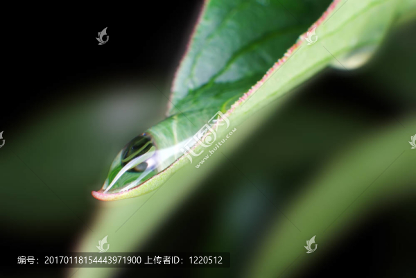 綠葉上的水滴