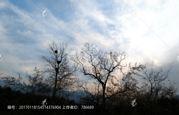 山頂上的樹(shù)干