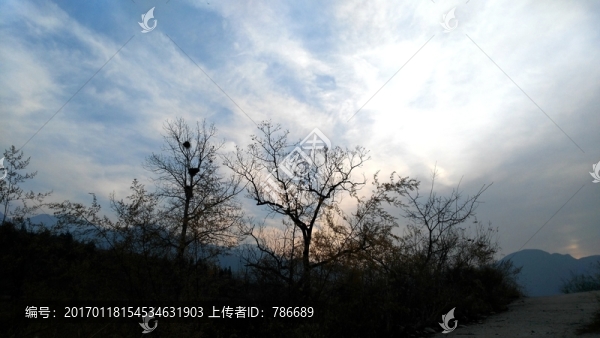 山上的樹