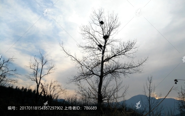 鳥(niǎo)巢