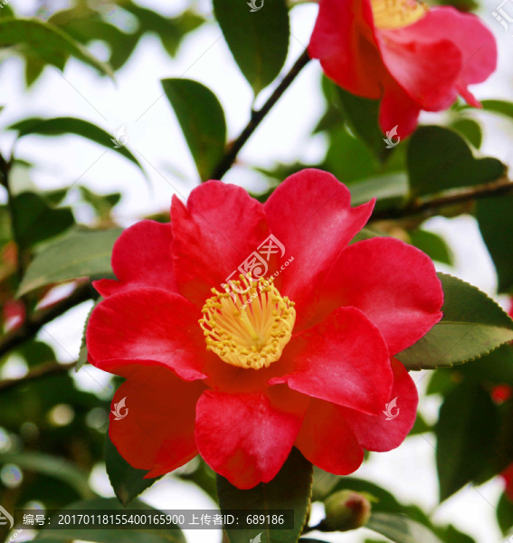 茶花