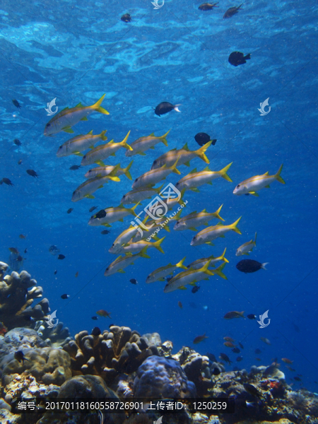 海底魚群