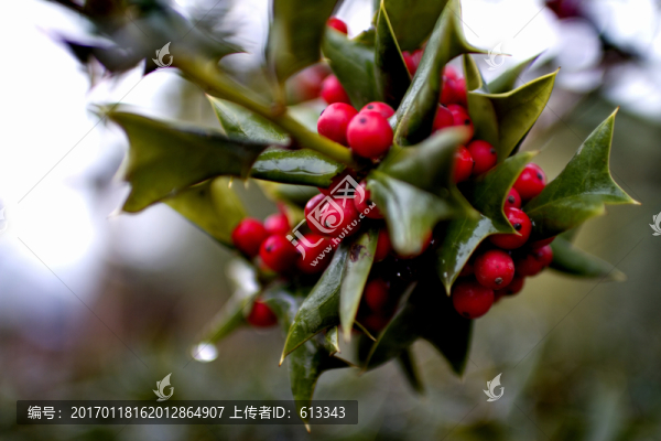 金剛樹紅果特寫