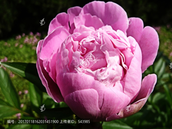 芍藥花