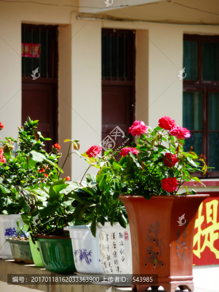 盆栽鮮花