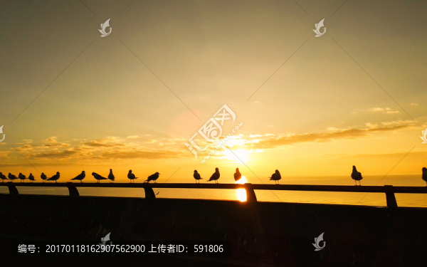 高海公路日出海鷗景觀