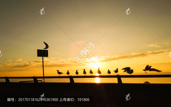 高海公路日出海鷗景觀