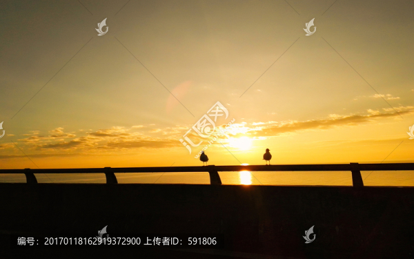 高海公路日出海鷗景觀