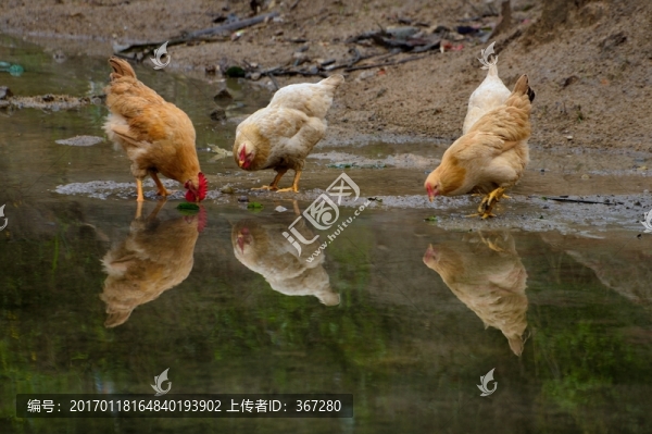 土雞