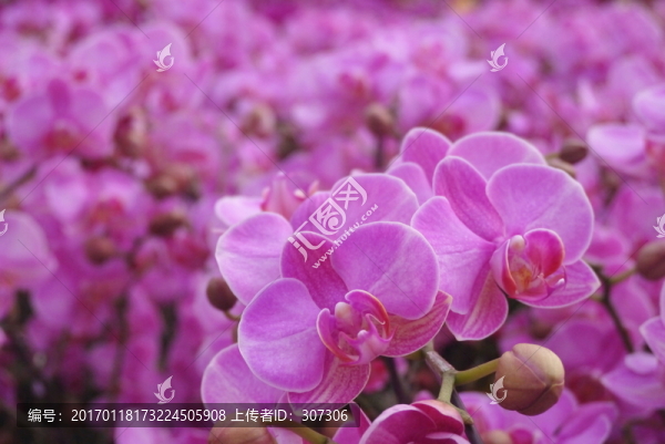 蝴蝶蘭