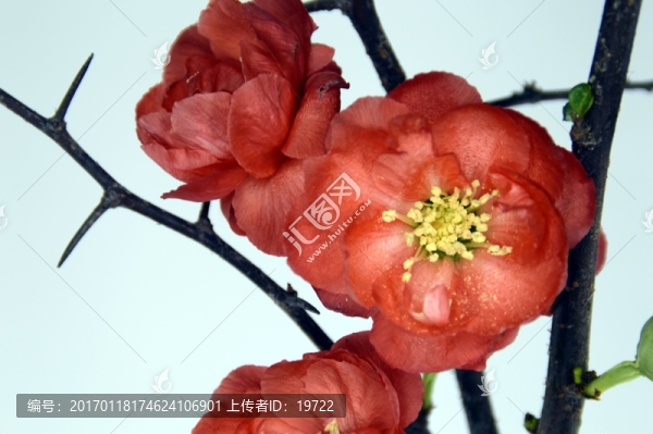 盆栽梅花