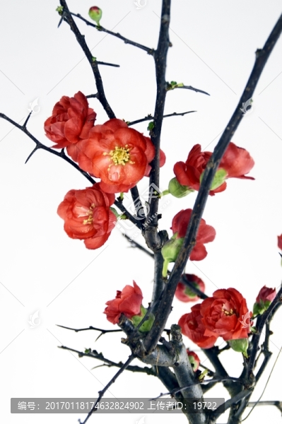 盆栽梅花