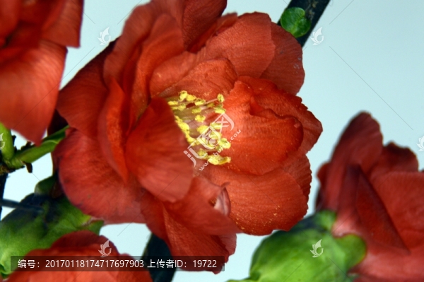 盆栽梅花