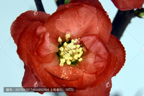 盆栽梅花