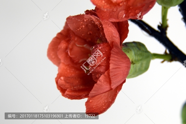 梅花特寫
