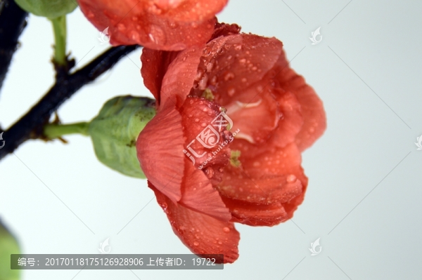 梅花特寫