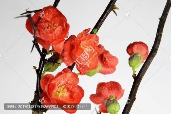 梅花特寫