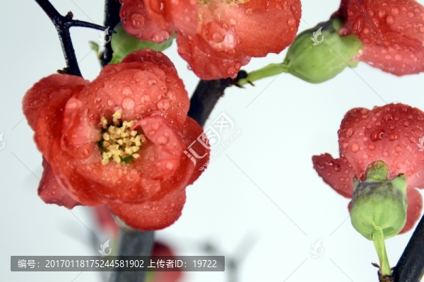 梅花特寫(xiě)