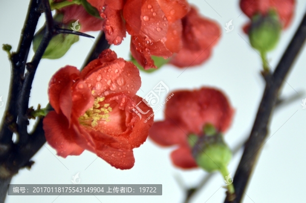 盆栽梅花