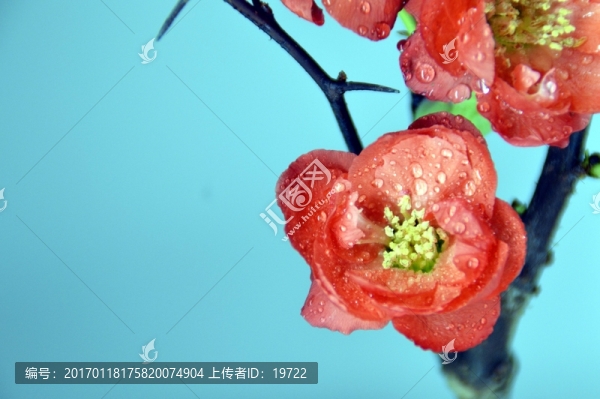 梅花特寫
