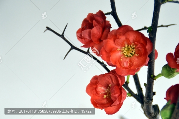 盆栽梅花