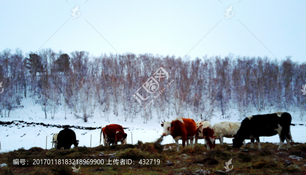 冬季奶牛養(yǎng)殖