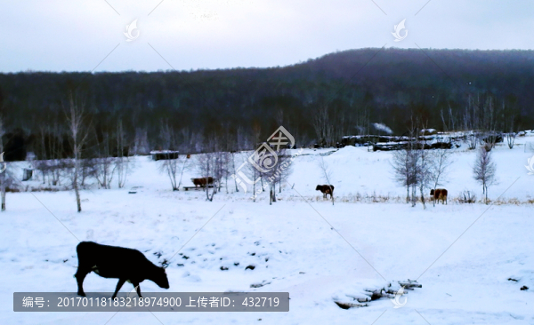 冬季森林牛群-匯圖網(wǎng) www.fosd68.com 冬季森林牛群