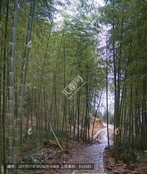 竹林山道