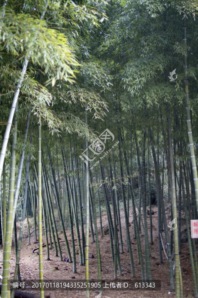 竹林
